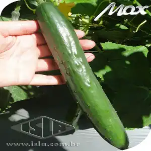 PEPINO HIB NAGAI ENV 1000 SEM PRO R