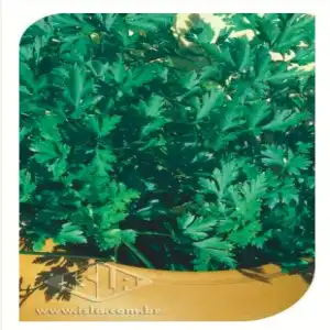 SALSA STELLA LISA PCTE ALUM 500 GR  (PRO)