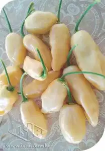 PIMENTA DE CHEIRO ACEMIRA SP 10 ENV DE 2 GR