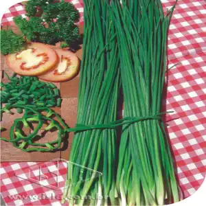 CEBOLINHA DE TEMPERO TODO ANO SP 10 ENV. 0,5 GR