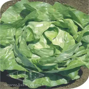 ALFACE BABA DE VERAO MT 20 ENV. 1,90 GR 