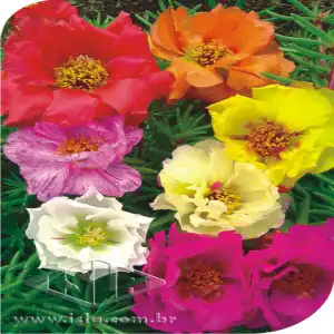 FLOR PORTULACA ONZE HORAS DOBR SORT SP 10 UN 0,3 GR