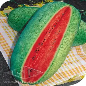 MELANCIA CHARLESTON GRAY MT 20 ENV. 3,7 GR