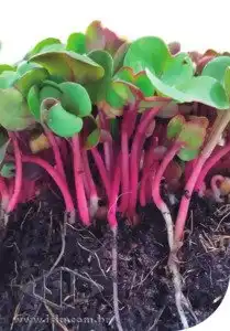 MICROVERDE RABANETE KIRAN PCT ALUM. 500 GR (PRO)