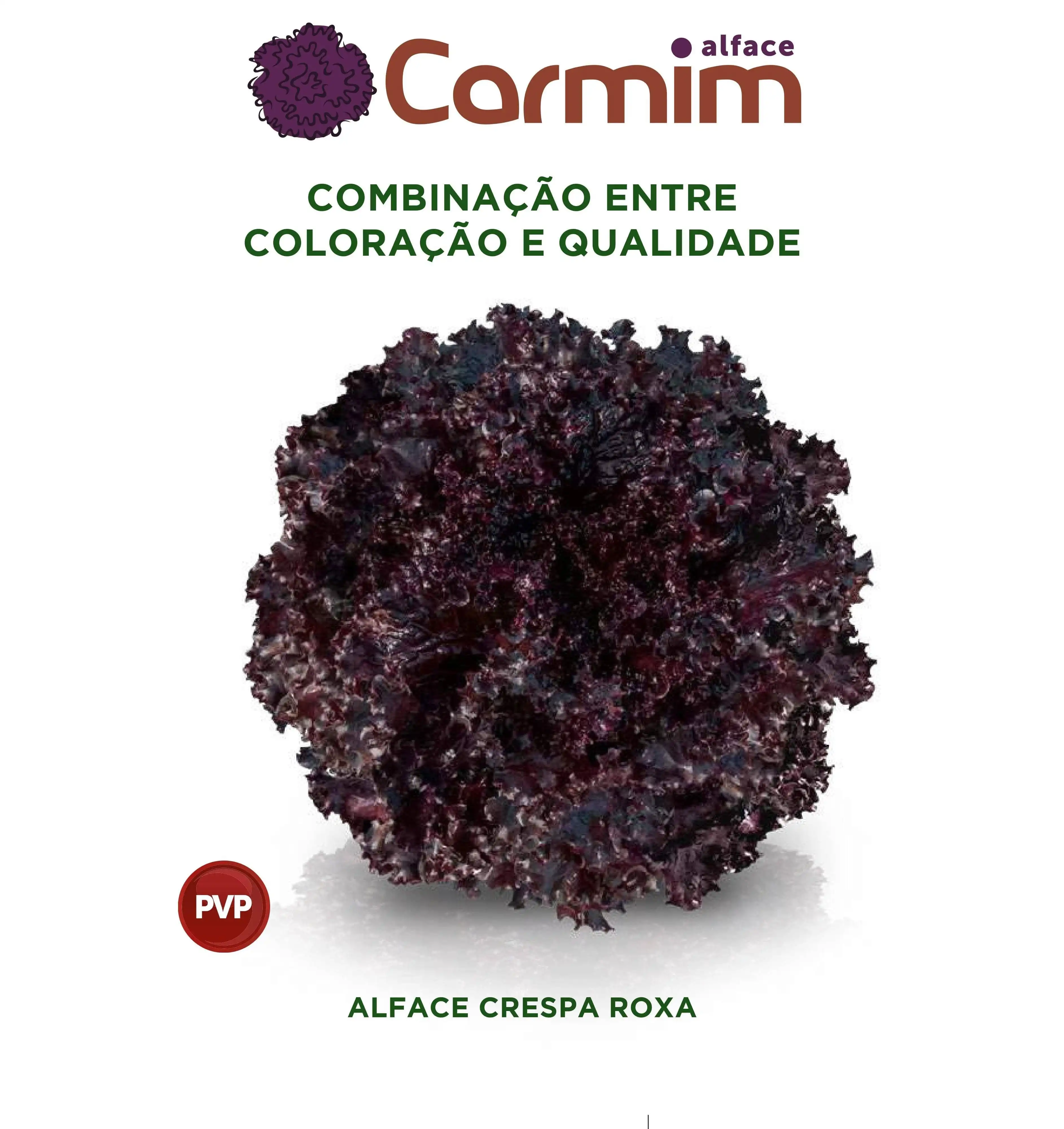 ALFACE CARMIN CRESPA ROXA AF 5267 (PALET. STAND-UP 7500 SEM)