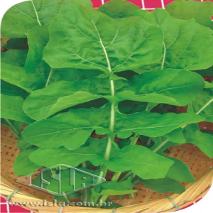 RUCULA FOLHA LARGA GIG.P1E ALUM 500 GR  (PRO)
