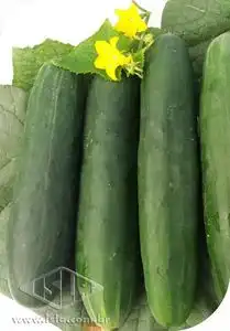 PEPINO HIROSHI JAPONES SP 10 ENV. 1,50GR