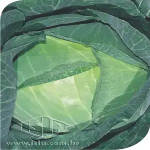 REPOLHO SOLAR SP 10 UN 10 GR R