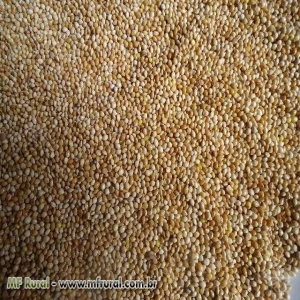 PAINCO NACIONAL - KG