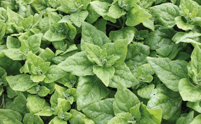 ESPINAFRE NOVA ZELANDIA 02 KG