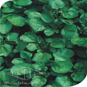 AGRIAO  AGUA FOLHA LARGA SP 10 UN 2 GR