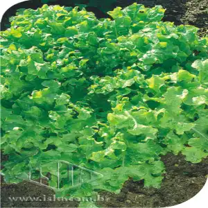 ALFACE MIMOSA MT 20 ENV. 1,9 GR ZZ