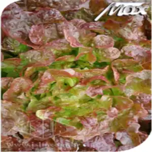 ALFACE PRADO MIMOSA ROXA SP 10 UN 3 GR