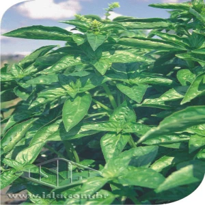 MANJERICAO ALFAVACA BASILICAO SP 10 UN 0,9 GR