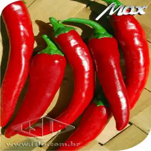 PIMENTA GRISU HIB DEDO DE MOCA SP 10 ENV 1 GR