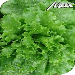 ALFACE PALMAS CRESPA SP 10 UN 2 GR