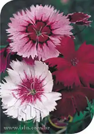 FLOR CRAVINA ANA SINGELA SORTIDA DA INDIA 20 ENV. 0,3 GR MT R