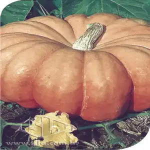 MORANGA DE MESA MT 20 ENV. 3 GR