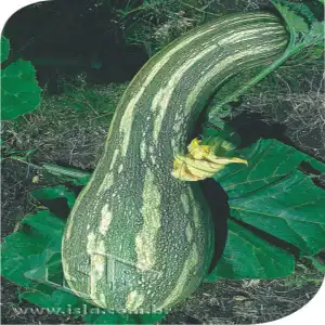 ABOB. MENINA RAJADA (SECA) P1E ALUM 100 GR  R