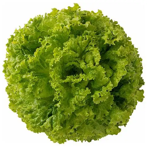 ALFACE CRESPA ISADORA AF 5542 SP-SDA 10 UN 2,5 G