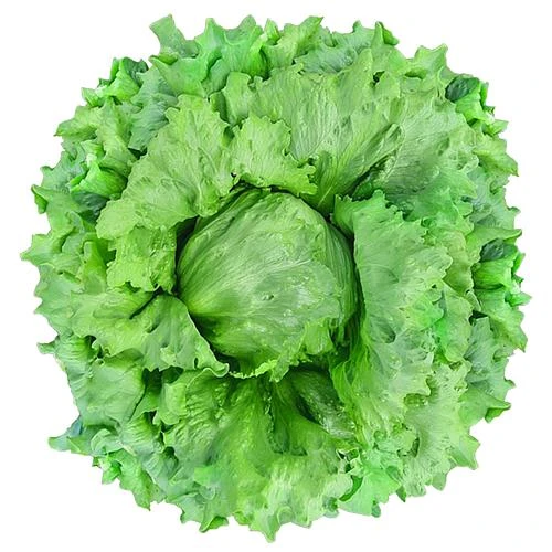 ALFACE AMERICANA DANDARA  SP-SDA 10 UN 2,5 G 