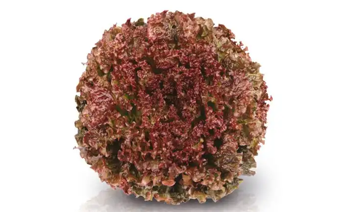 ALFACE SCARLET CRESPA ROXA (PELET. STAND-UP 7.500 SEMENTES)