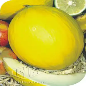 MELAO ELDORADO 300 SP 10 UN 8 GR