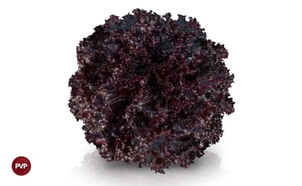 ALFACE CARMIM CRESPA ROXA AF 5267 (PELET.STAND-UP 25.000 SEM)