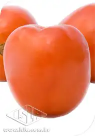 TOMATE IPA 6 SP 10 ENV 2 GR