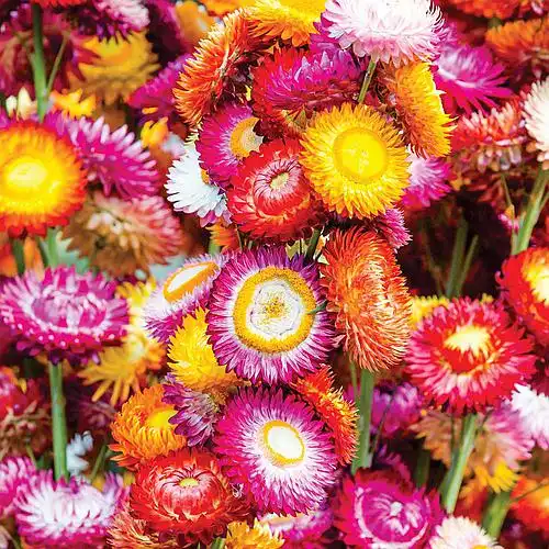 FLOR SEMPRE-VIVA DOB. SORTIDA HELICHRYSUM 10 ENV 900MG