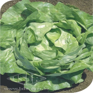 ALFACE BABA DE VERAO MT 20 ENV. 1,90 GR 