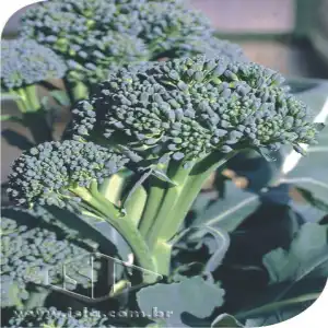 COUVE BROCOLI PIRACICABA PREC. SP 10 UN 10 GR