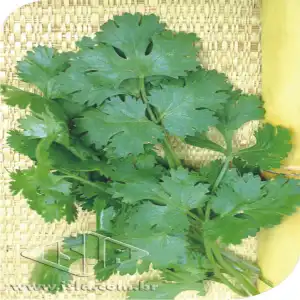 COENTRO VERDAO 500 GR PCTE ALUM.