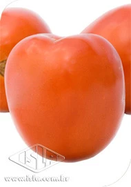 TOMATE IPA 6 SP 10 ENV 2 GR