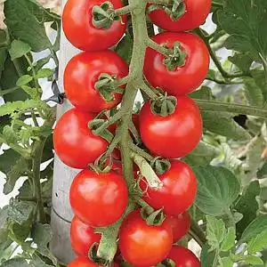 TOMATE IS 266/HIBRIDO INDET.SALADA (LUIGI) ENV 50 SEM