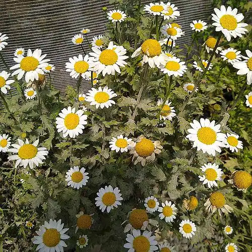 FLOR CRISANTEMO PALUDOSUM BRANCO MARGARIDINHA 10 ENV 200MG