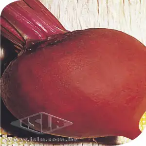 BETERRABA MARAVILHA SP 10 UN 10 GR