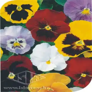 FLOR AMOR PERFEITO GIG. SORTIDO 20 ENV.1G