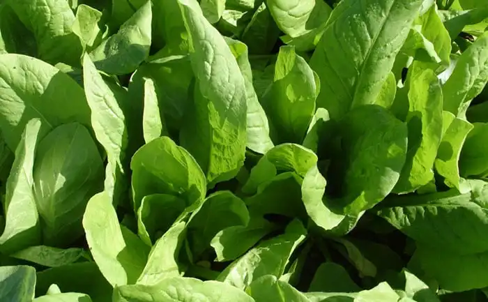 ALMEIRAO GENOVA (STAND-UP 500G)