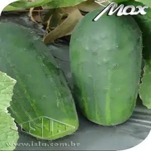 PEPINO HIB GREEN PICK SP 10 UN 4 GR