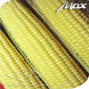 MILHO VERDE HIB PROF. CD 308 SP 10 UN 10 GR 