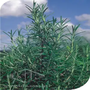 ALECRIM ROSMARINHO SP 10 UN 0,15 GR