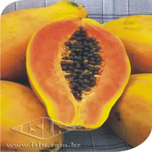 MAMAO HAVAI (PAPAYA) SP 10 UN 2,5 GR