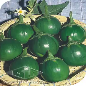 JILO MORRO GRANDE VERDE ESCURO SP 10 UN 5 GR