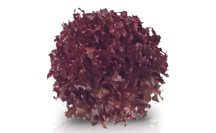 ALFACE MAIRA MIMOSA ROXA (PALETIZADA STAND-UP 7.500SEM)