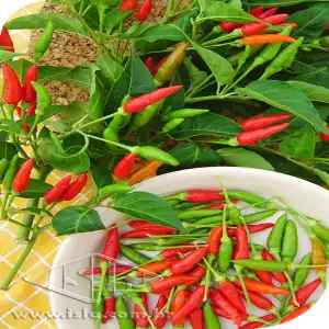 PIMENTA MALAGUETA SP 10 UN 4 GR