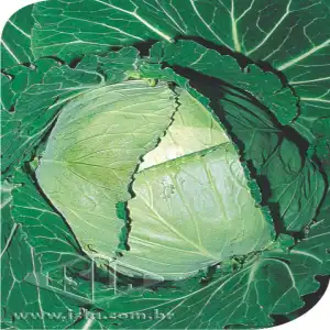 REPOLHO ROXO SP 10 UN 10 GR