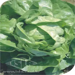 ALFACE BOSTON BCA MT 20 ENV. 1,9 GR