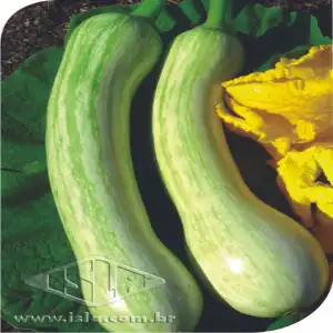 ABOB. MENINA BRAS. PRECOCE SP 10 UN 8 GR