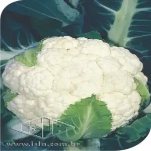 COUVE FLOR PIRACICABA PRECOCE MT 20 ENV. 0,8 GR